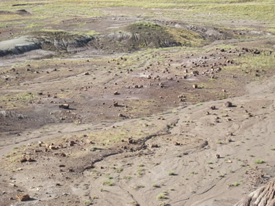 petriefied forest